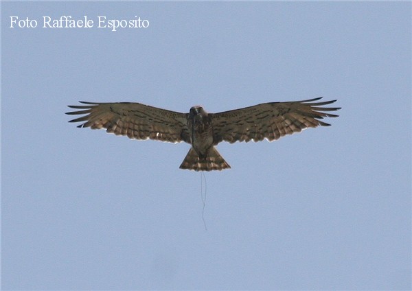 Rapace che si nutre in volo
